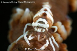 A Whip Coral shrimp shot with a 100mm macro and a plus 5 ... by Marc Damant 